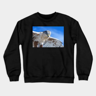 Dreams of Flight Crewneck Sweatshirt